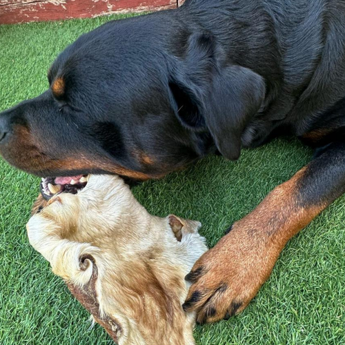 A Rottweiler dog lying on green grass, chewing on a natural treat beef head skin with fur