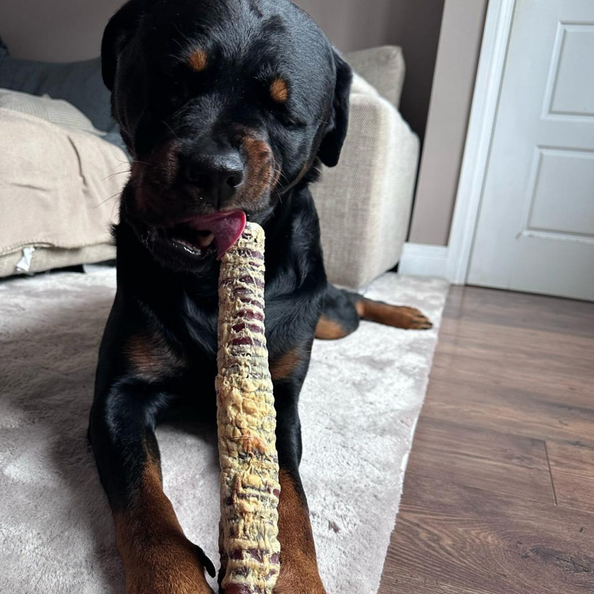 A Rottweiler dog holding and chewing on a long, textured natural buffalo trachea chew in a living room setting.