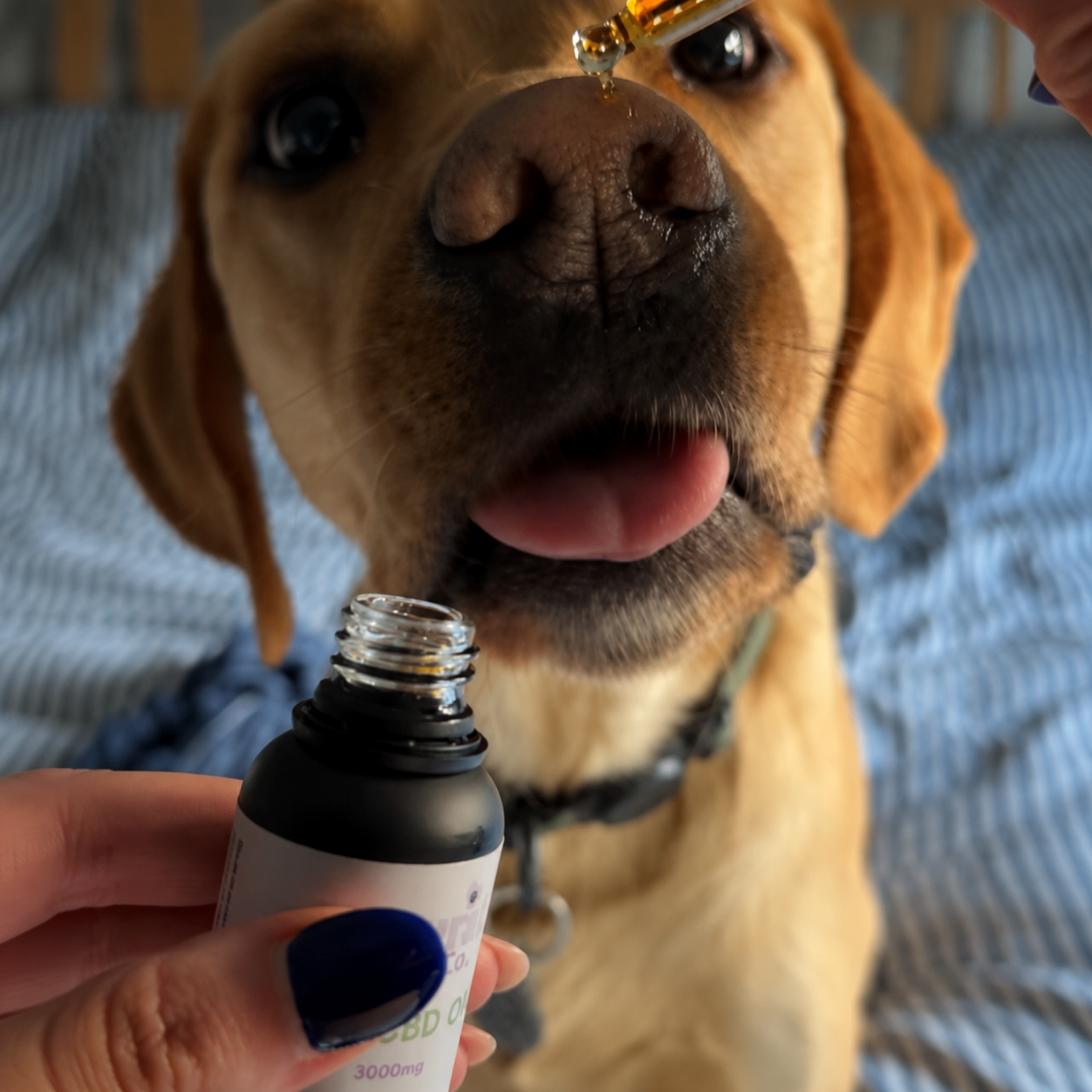 Pet CBD 3000mg  (Salmon Oil)