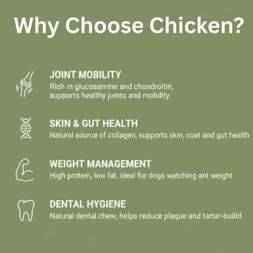 An informational graphic with the heading 'Why Choose Chicken?' on an olive green background, listing four benefits with white icons and text: joint mobility, skin and gut health, weight management, and dental hygiene.