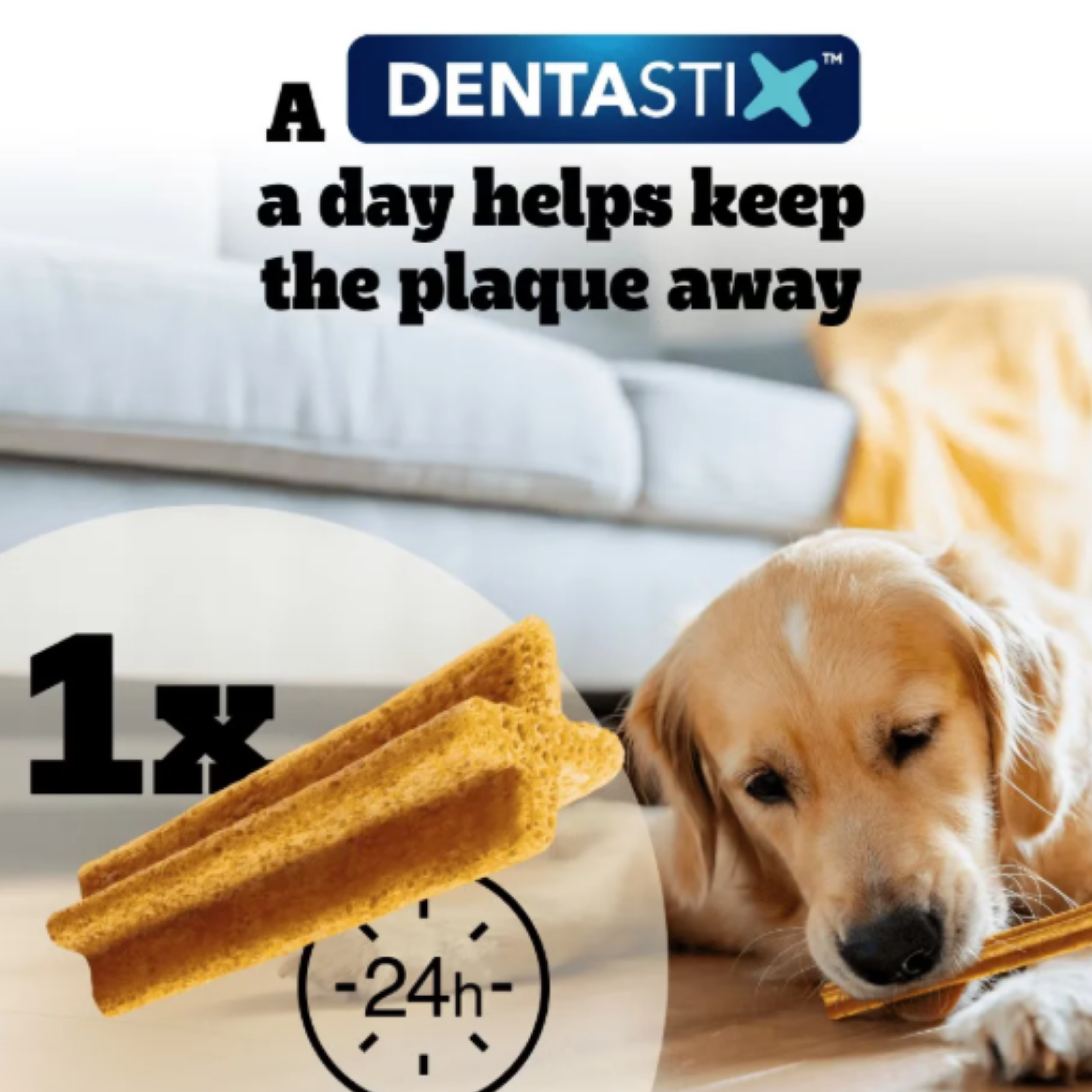 A golden retriever dog lies on a wooden floor in a living room while chewing a Dentastix dog chew. The image includes text reading 'A DENTASTIX a day helps keep the plaque away' and shows two chew sticks with a '1x' and '-24h-' graphic overlay.