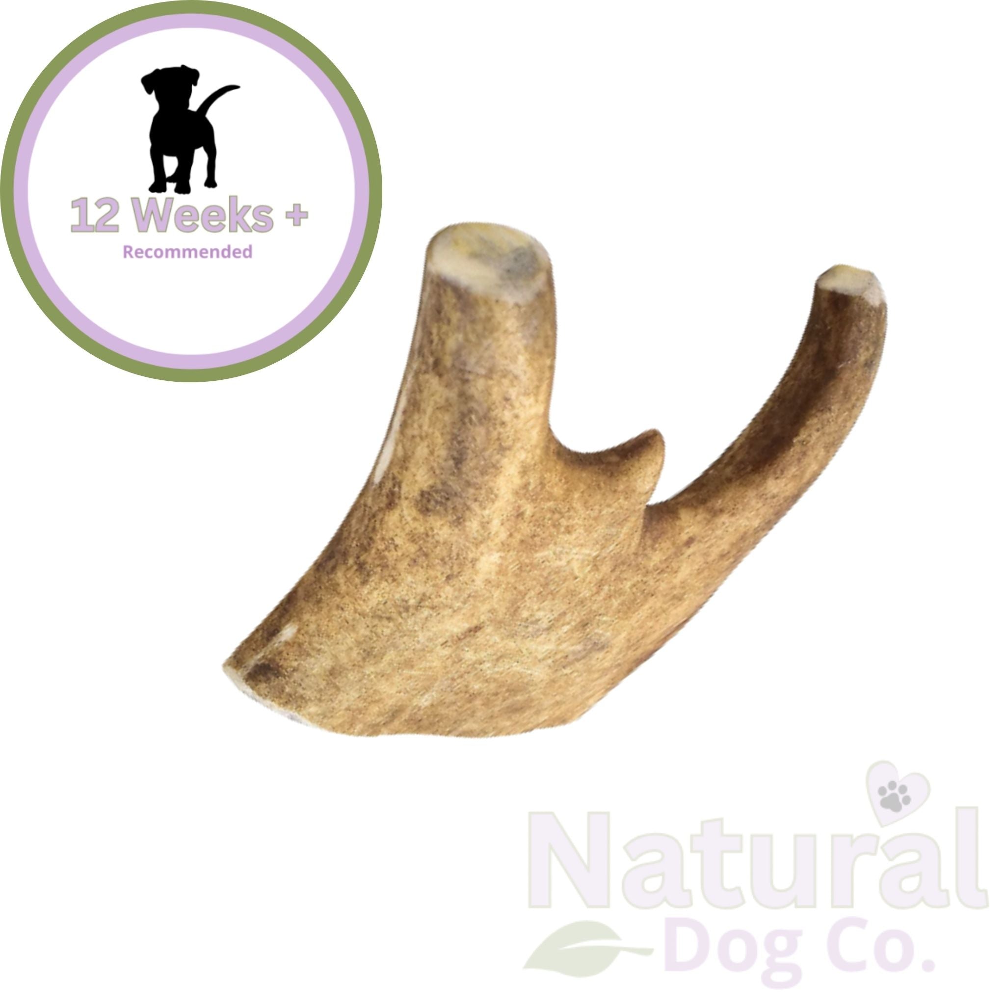 Large Fallow Antler