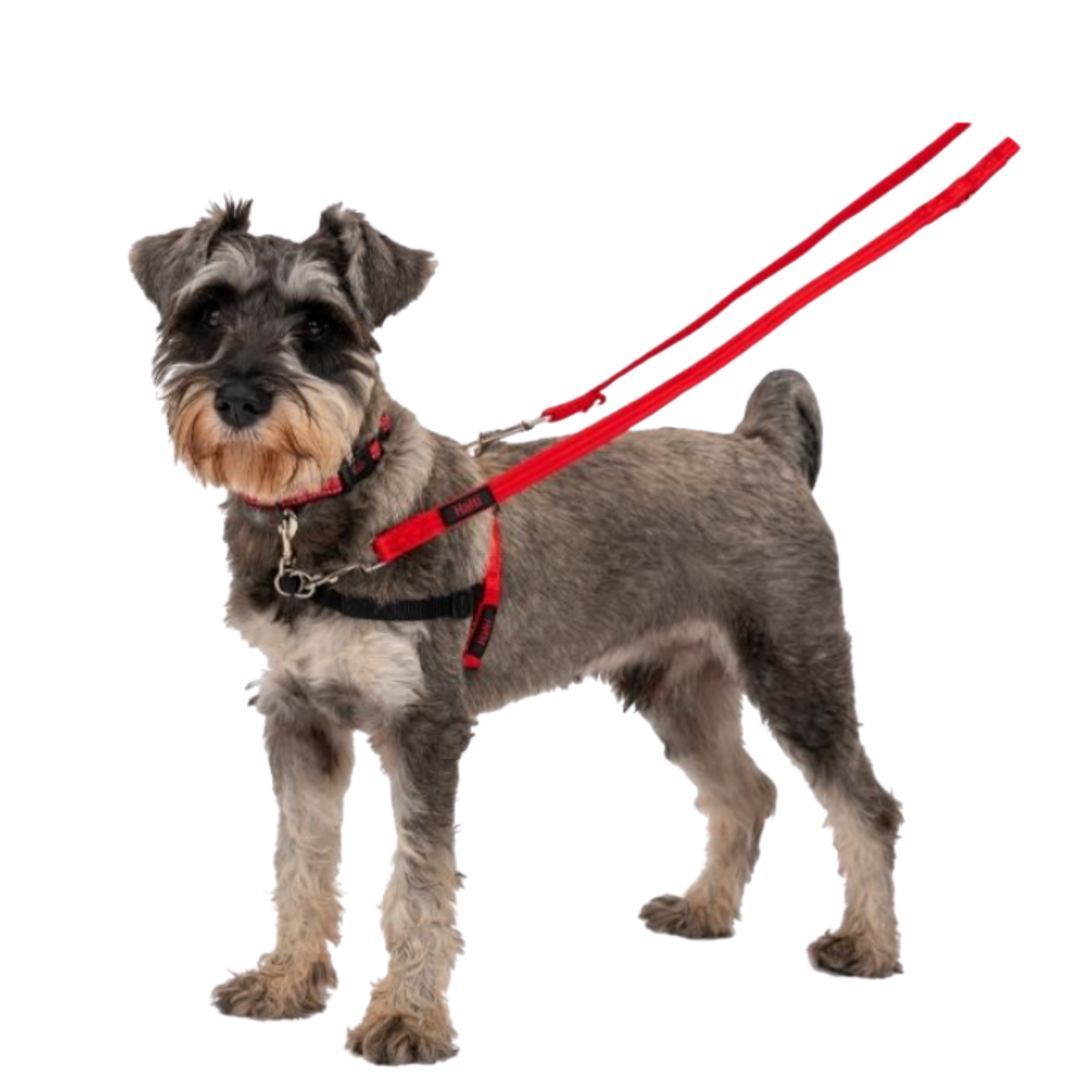 Halti Front Control Harness Size S black and red on Miniature Schnauzer lifestyle shot