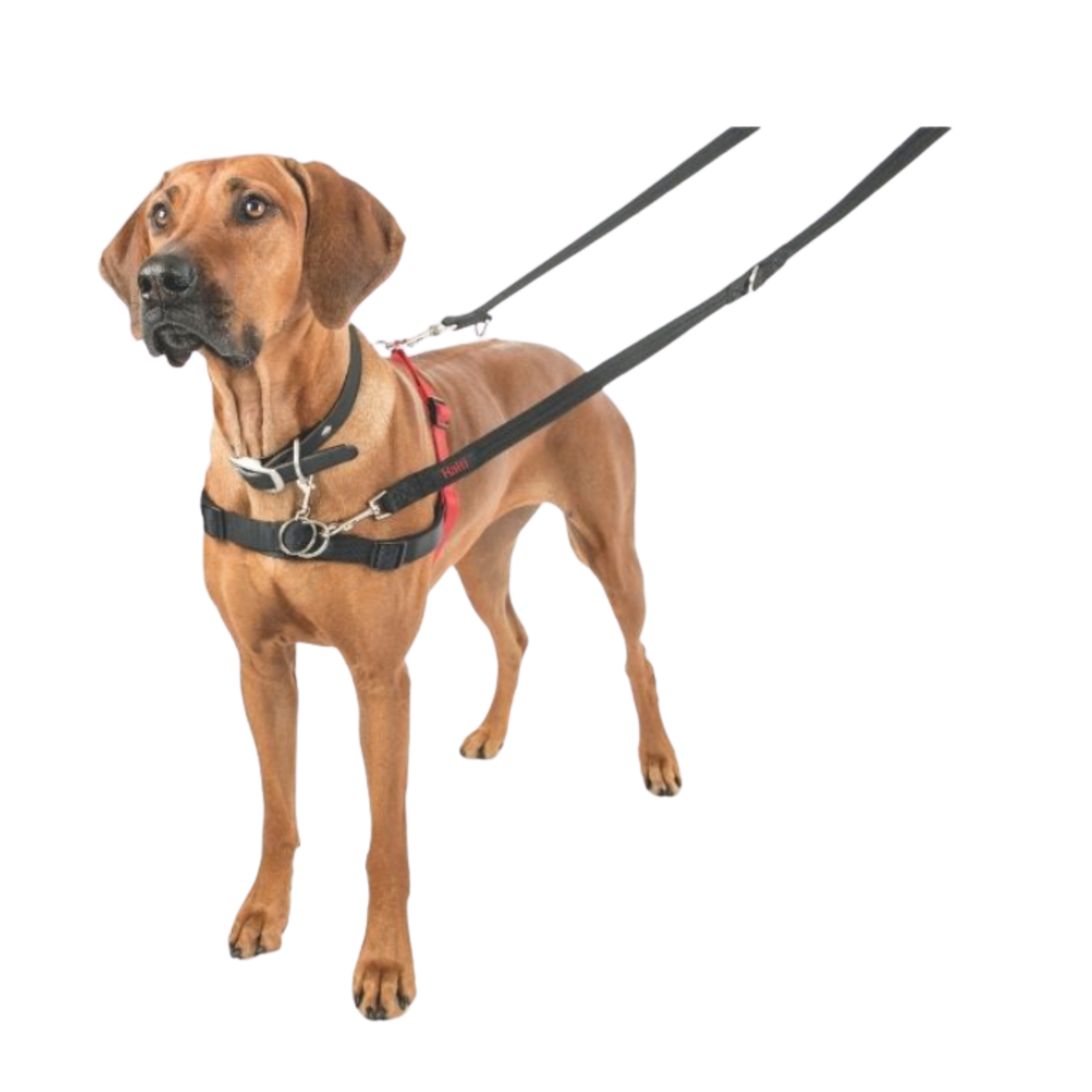 A brown dog wearing a black harness with a red inner panel and attached black leash, photographed on a plain white background.
