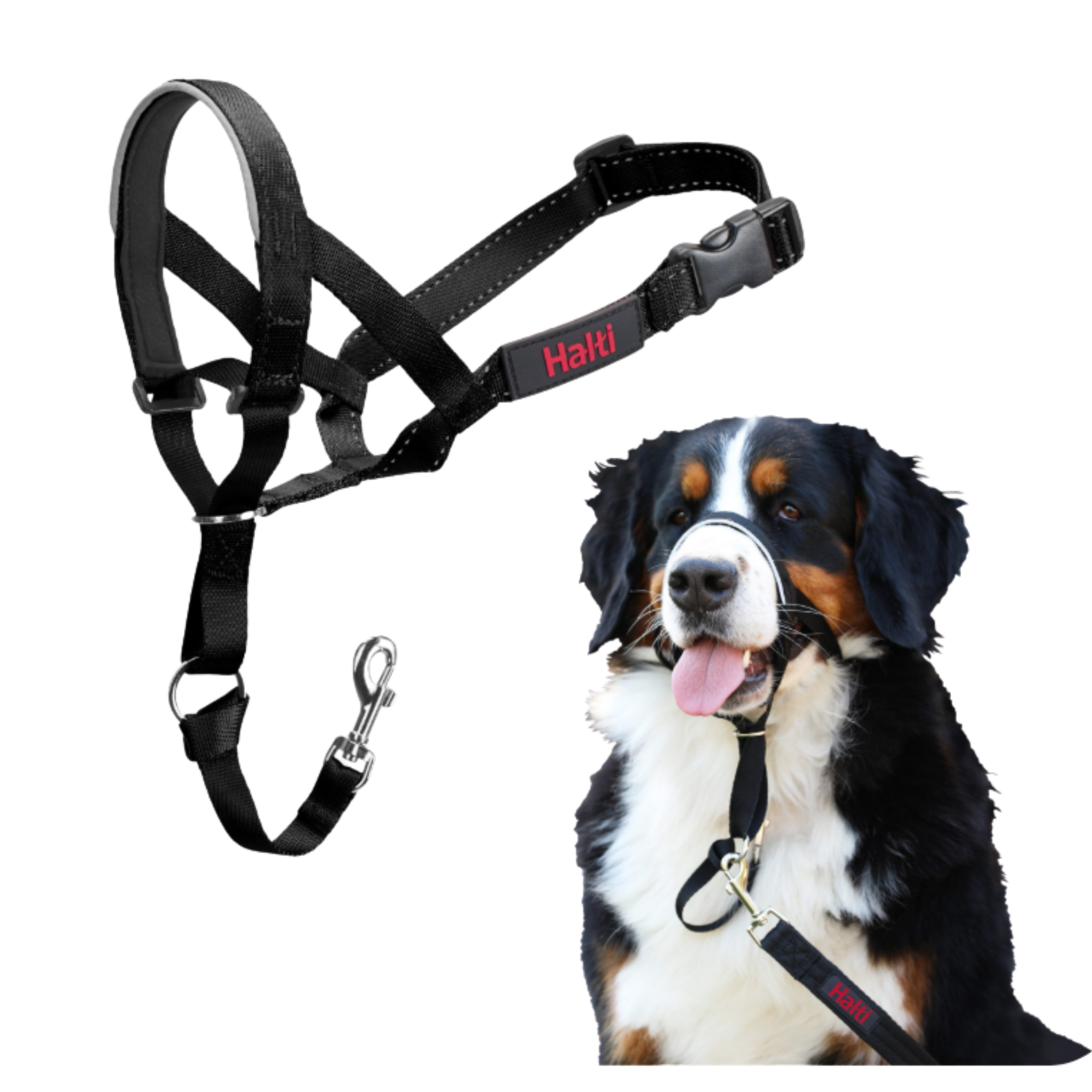 Halti Head Collar Size 3 with Bernese Mountain Dog lifestyle shot