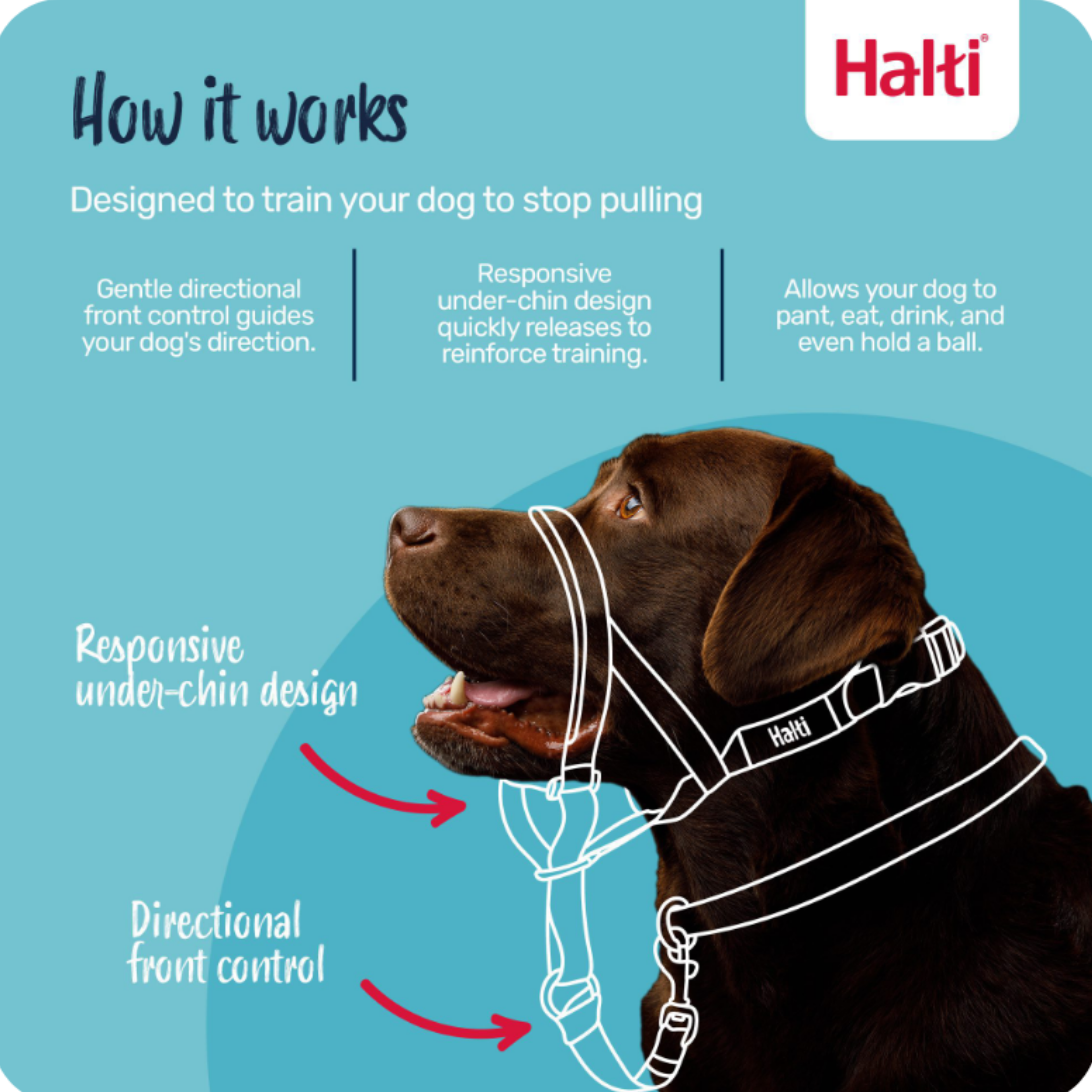 How the Halti Head Collar works — training infographic with Labrador