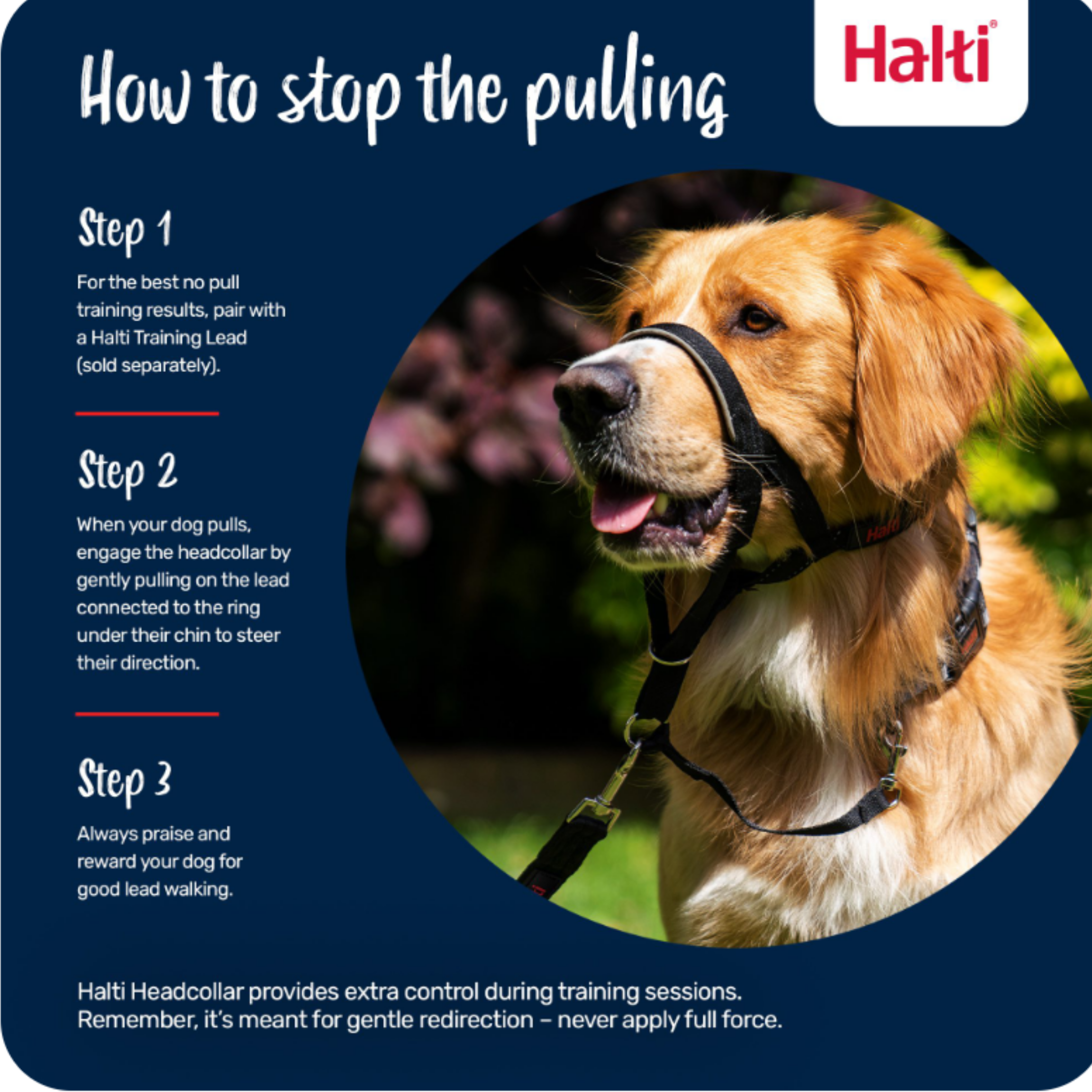 How to stop pulling with the Halti Head Collar — step by step guide