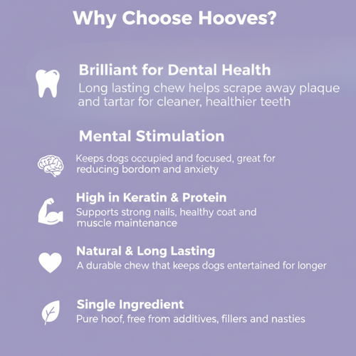 A purple informational graphic with the heading 'Why Choose Hooves?' and five white text points with icons: a tooth for dental health, a brain for mental stimulation, a muscle for keratin and protein, a heart for natural and long-lasting use, and a leaf for single ingredient purity.