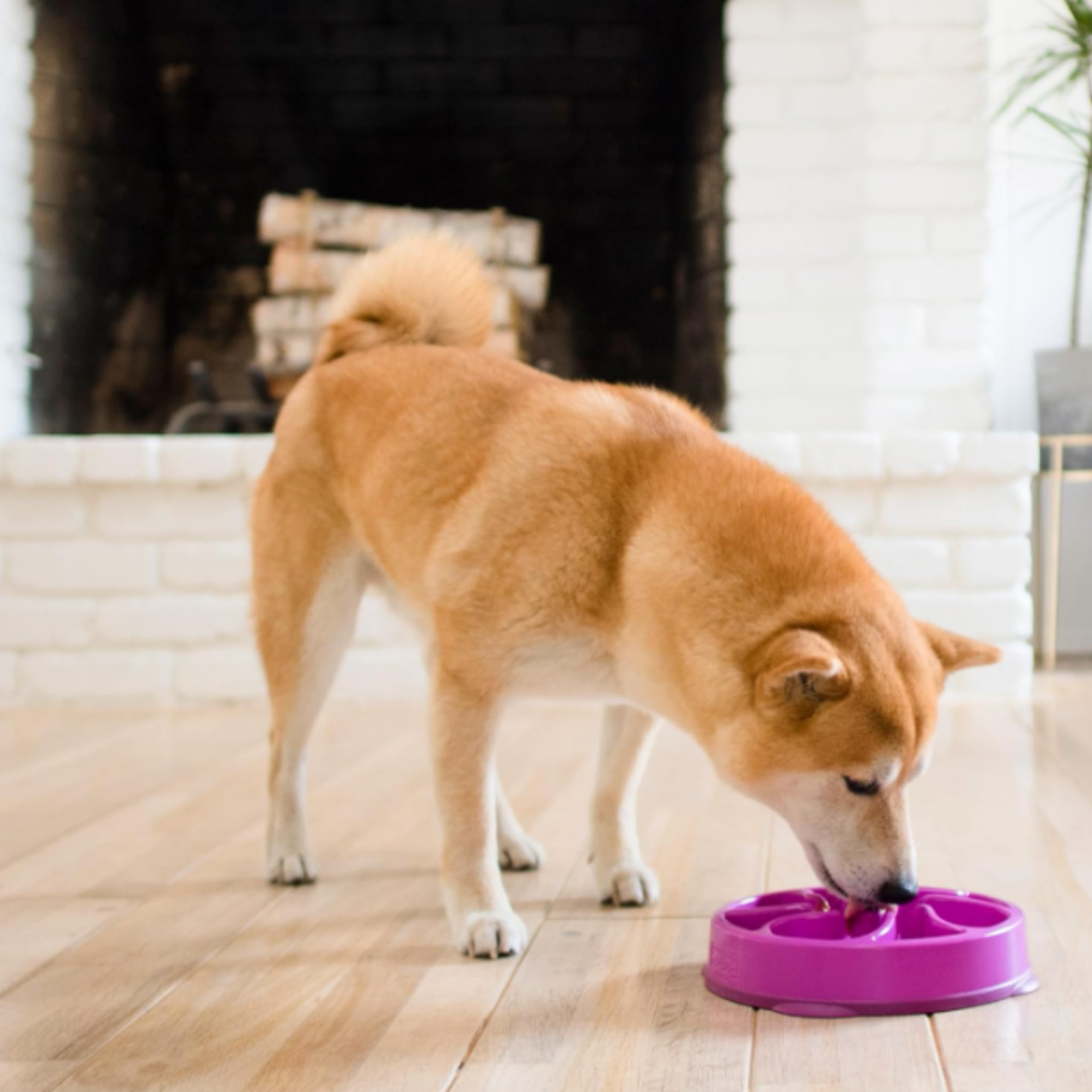 A tan and white Chow Chow dog eating from a purple slow feeder bowl on a light wood floor in front of a white brick fireplace.