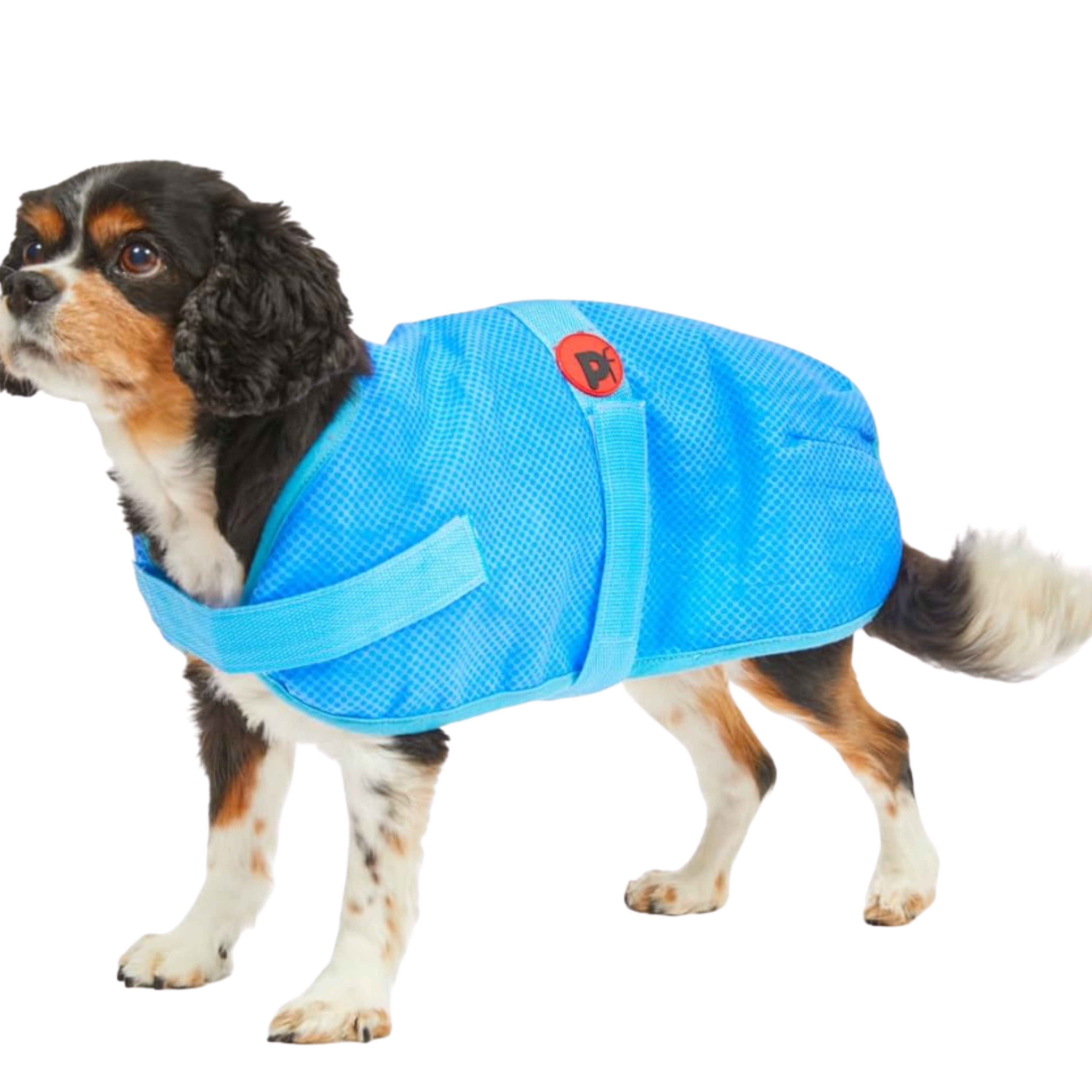 A small tricolor spaniel dog wearing a bright blue mesh pet cooling coat with a red Petface logo patch, photographed against a plain white background.
