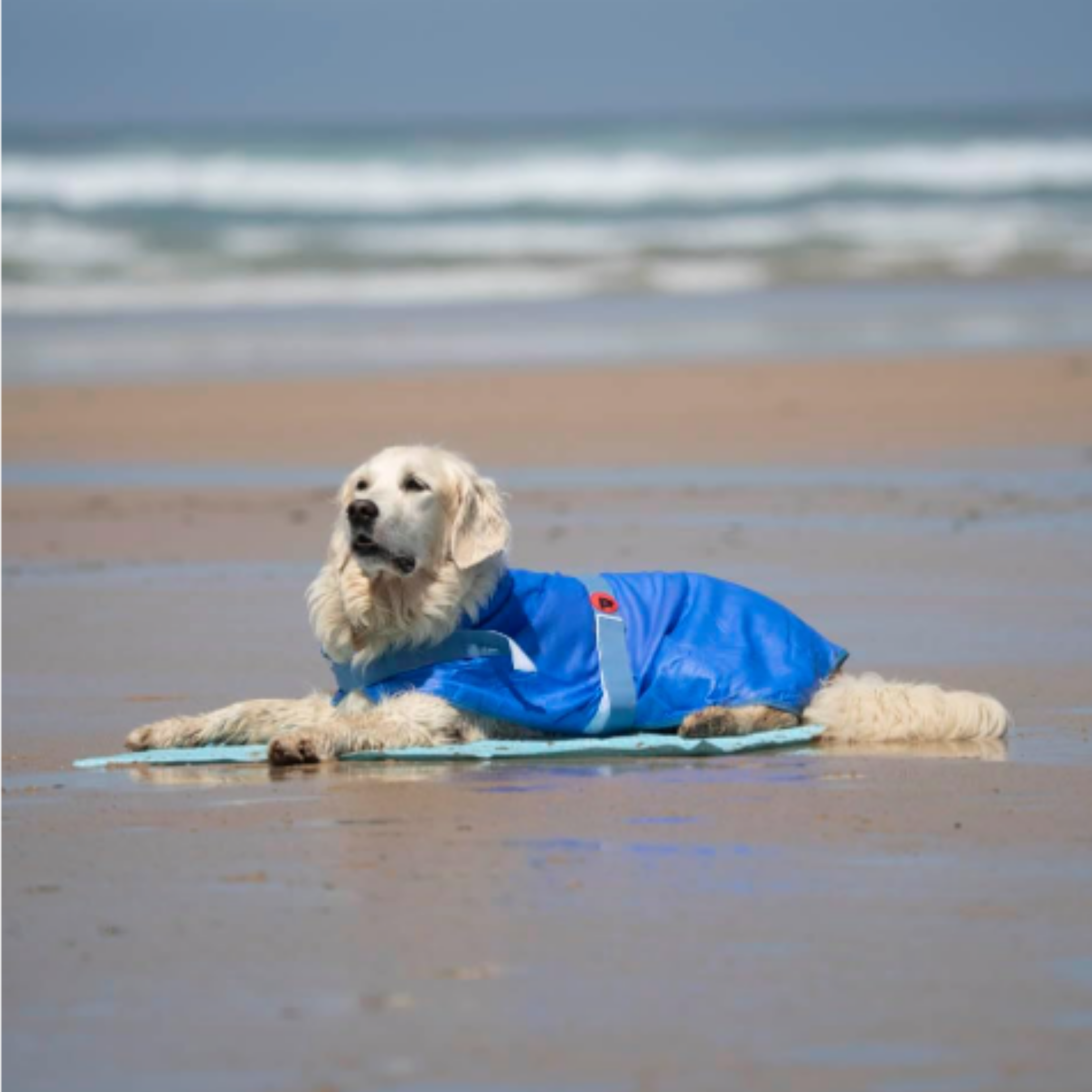 A golden retriever dog lying on a beach towel on a sandy beach, wearing a bright blue dog cooling jacket with a red logo.