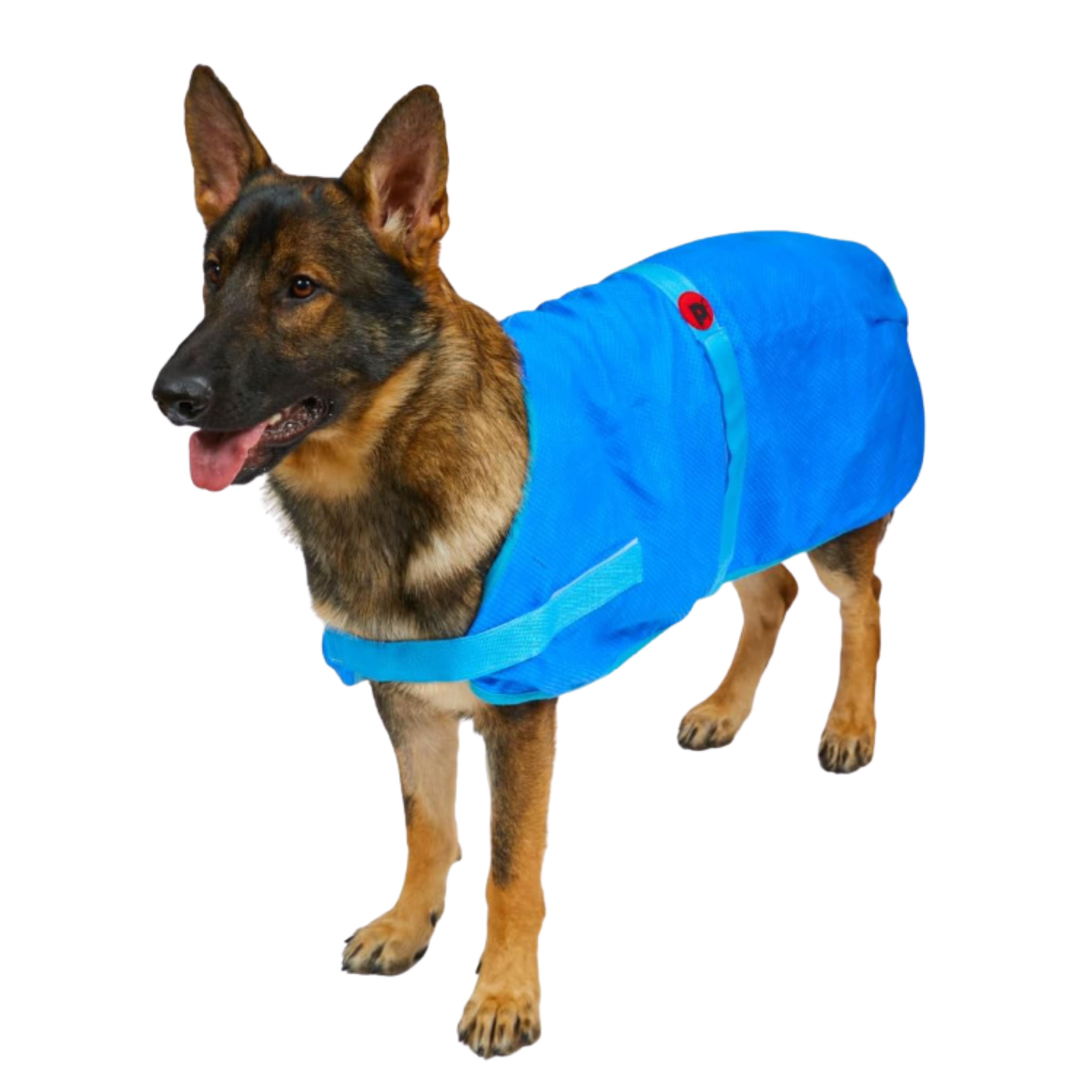 A German Shepherd dog wearing a bright blue dog cooling coat with light blue trim and a small red button, shown against a plain white background.