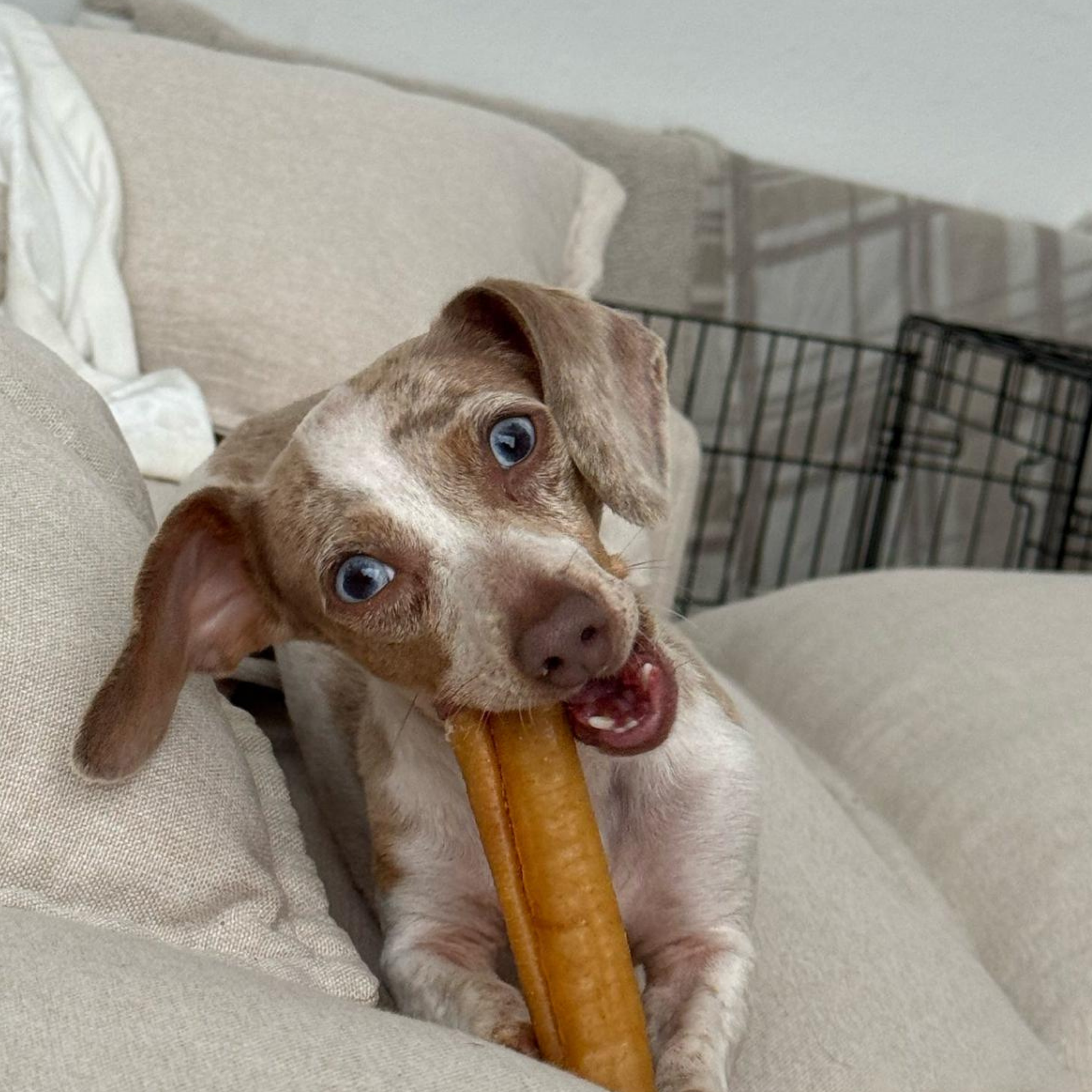 A small brown and white dachshund with blue eyes is sitting on a beige couch, holding a long, tan chew toy in its mouth.