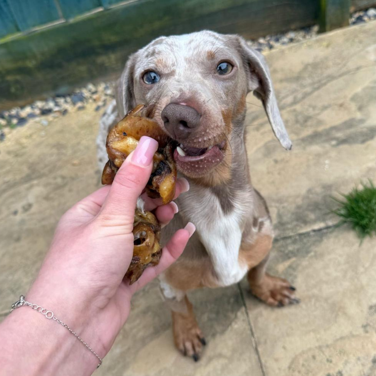 A close-up lifestyle shot of a dachshund dog eating a porky bite dog treat held by a person's hand, set against a stone patio background.
