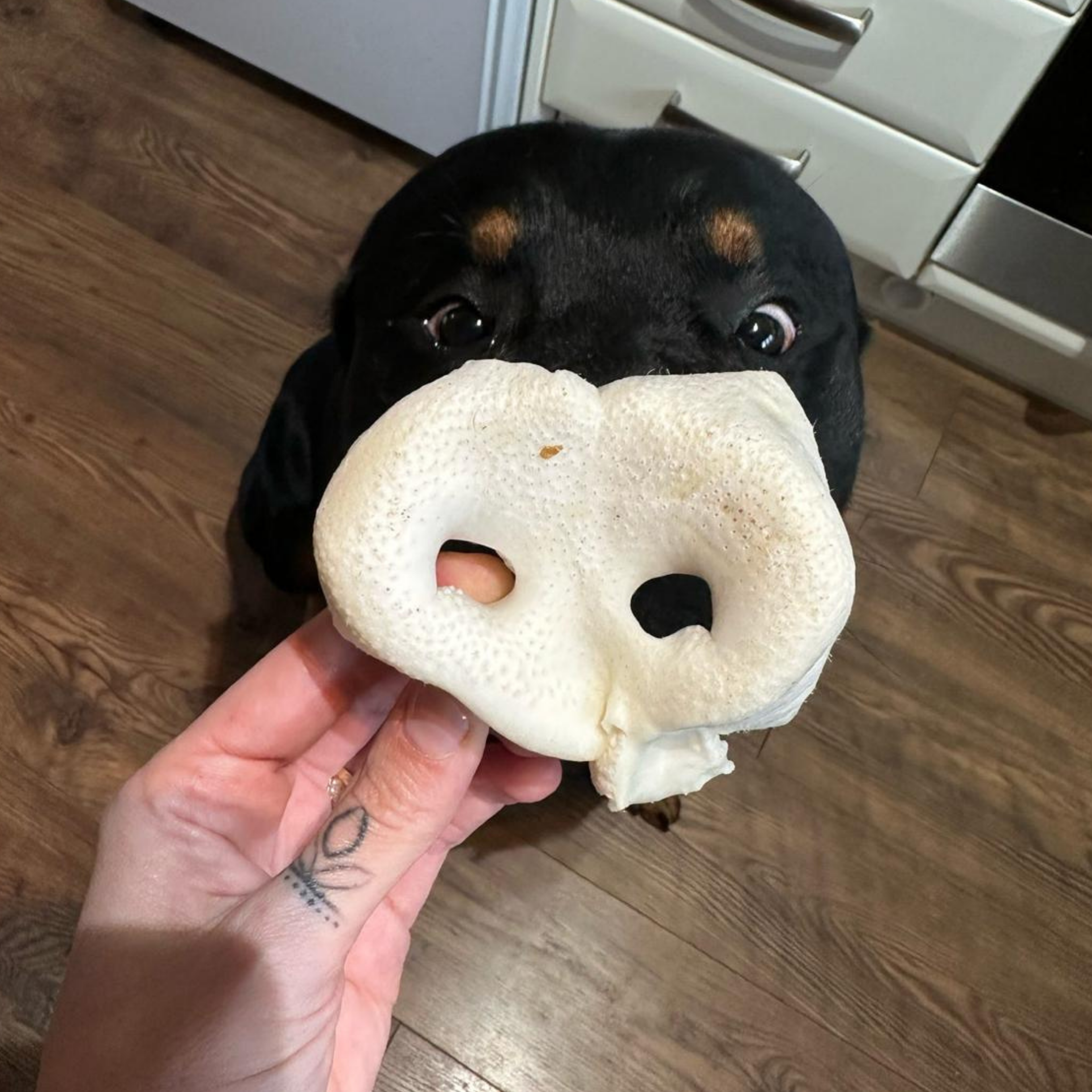 A Rottweiler stood behind a human hand holding a large puffed pig snout dog treat in a kitchen setting with a wooden floor and white cabinets in the background.