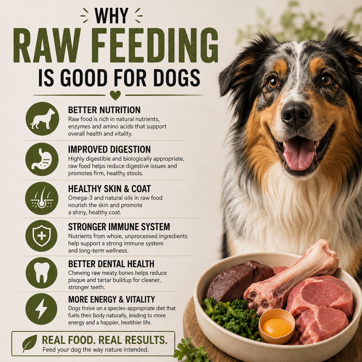An informational marketing graphic for raw feeding dogs, featuring a large photo of a dog on the right and a list of benefits on the left. The text reads 'WHY RAW FEEDING IS GOOD FOR DOGS' with bullet points about nutrition, digestion, skin and coat, immune system, dental health, and energy.
