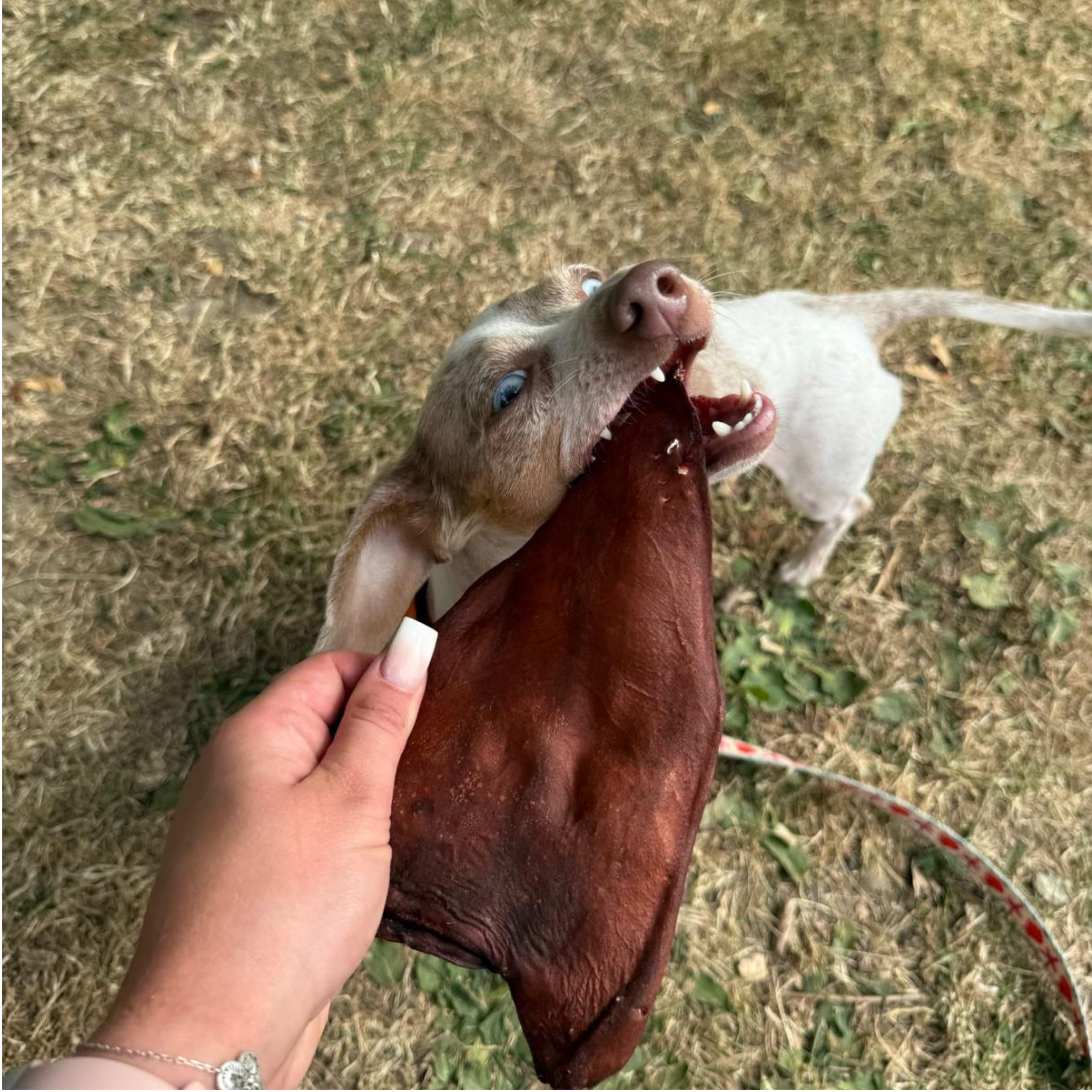 Smoked Bull Ear