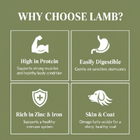 Why Choose Lamb infographic on olive green background with four white icons and benefit descriptions: high in protein, easily digestible, rich in zinc and iron, and skin and coat support