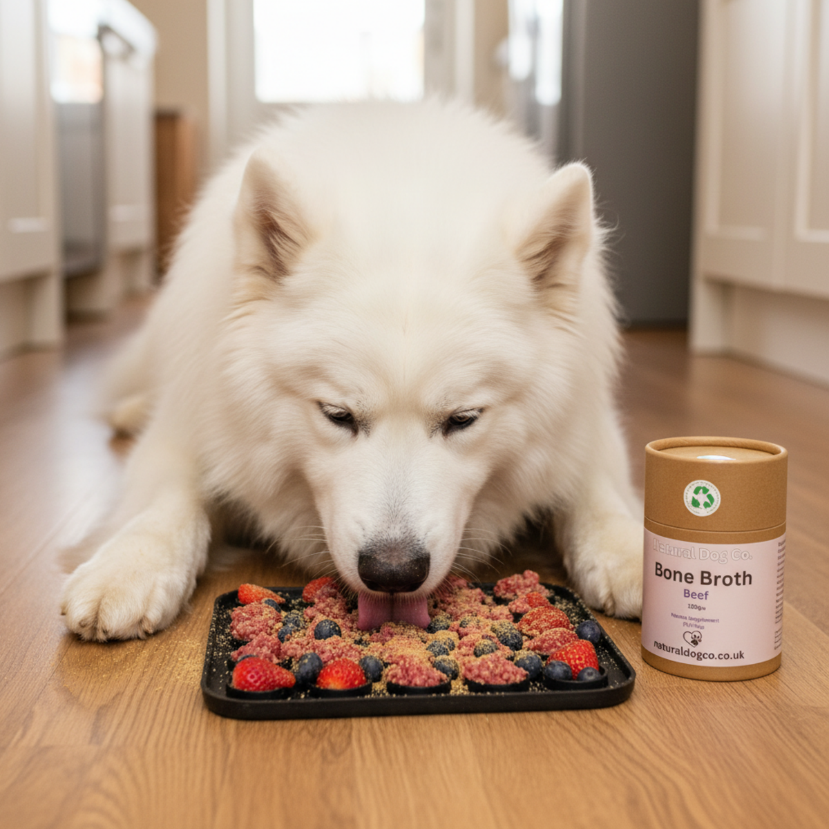 A white Samoyed dog is licking a tray of bone broth with mixed berries and raw food on a wooden floor, with a canister of bone broth next to it.
