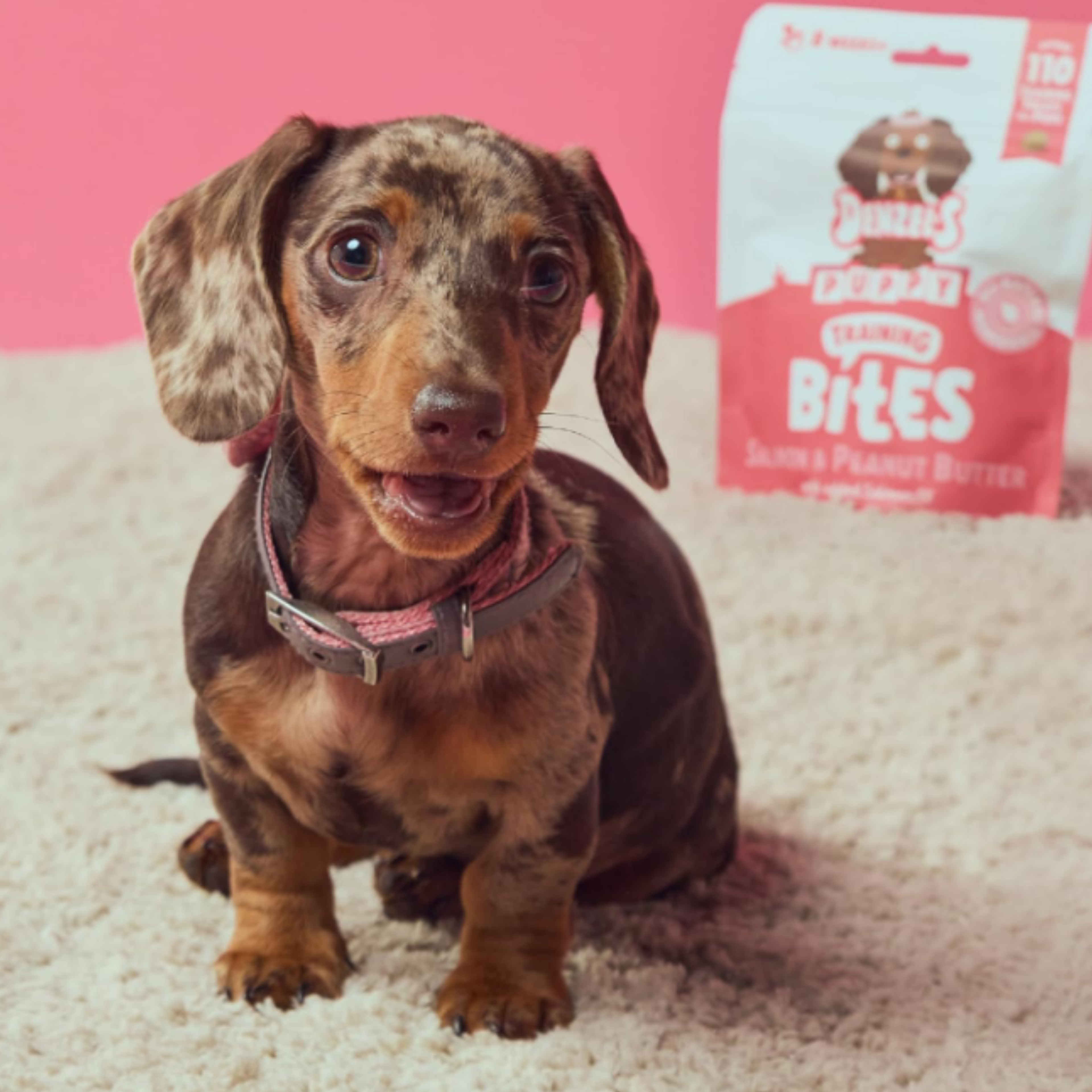A dachshund sitting on a light carpet in front of a pink background, with a bag of Jolly's Treats Peanut Bites visible behind it.