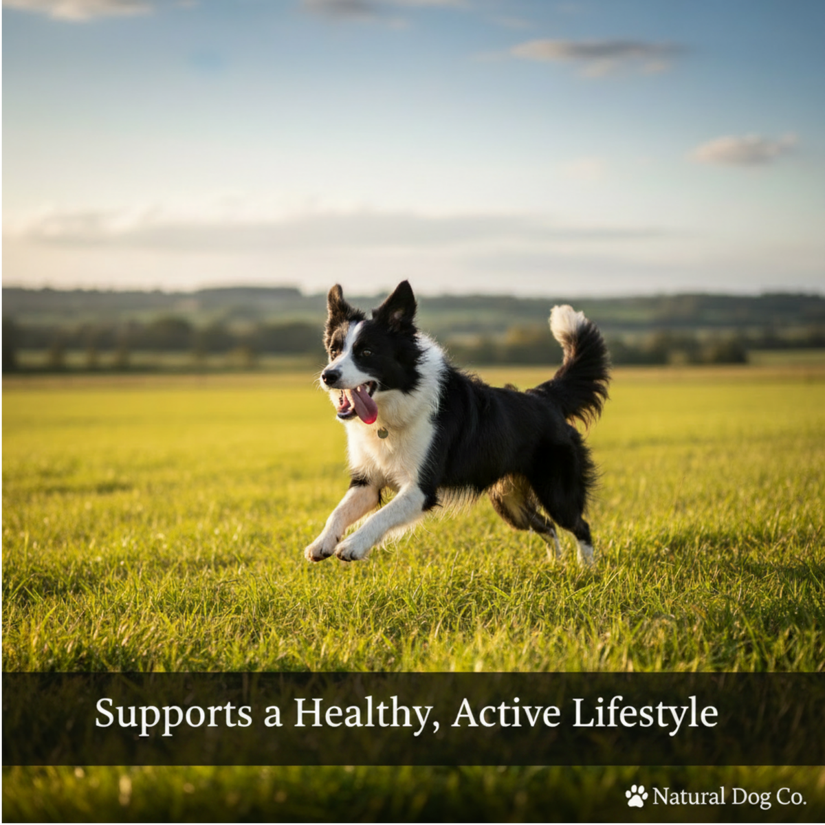 A black and white Border Collie running happily across a green grassy field under a blue sky, with the text 'Supports a Healthy, Active Lifestyle' and the 'Natural Dog Co.' logo at the bottom.