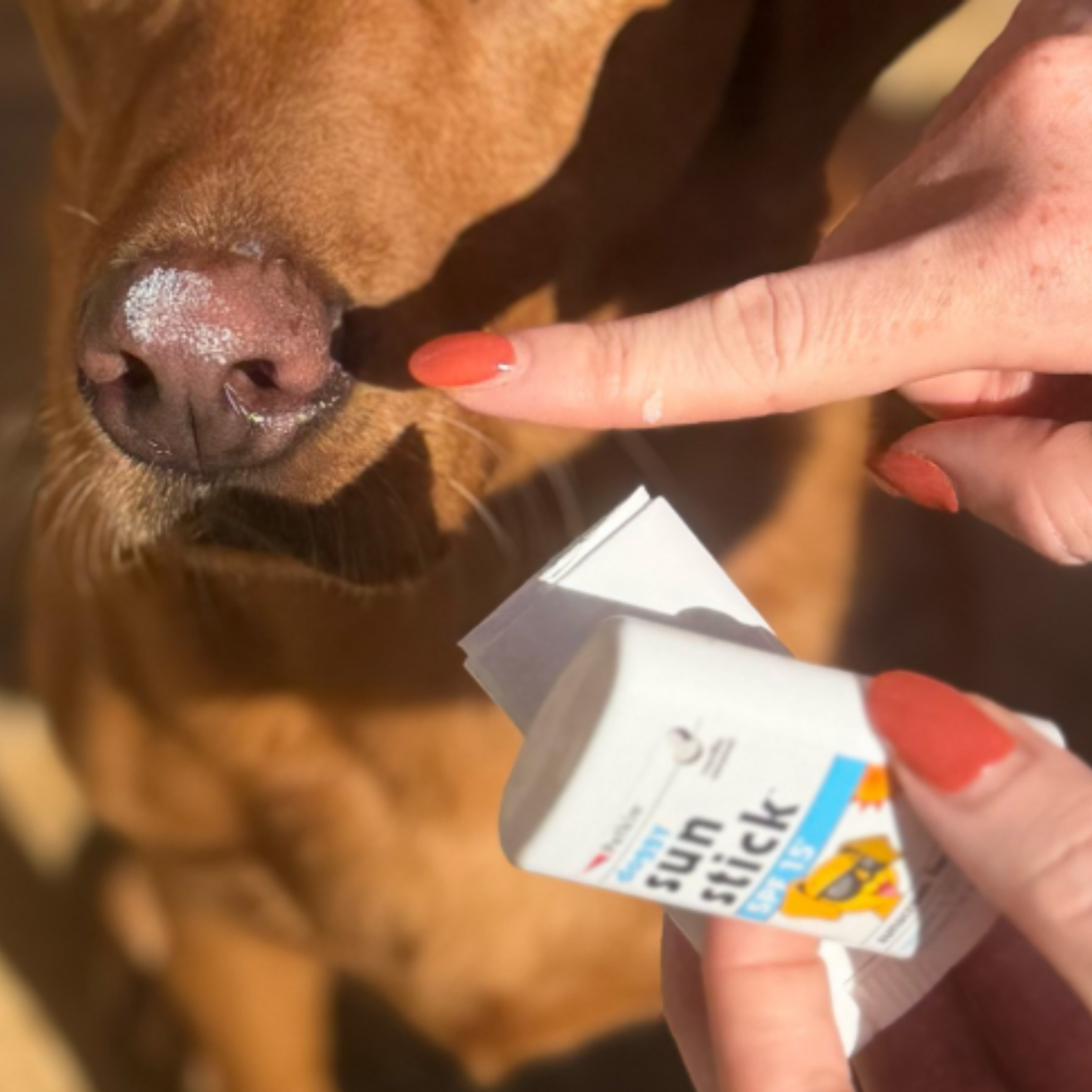 A close-up lifestyle shot of a dog's nose with white sunscreen applied, while a person's hand with coral nail polish applies sunscreen stick to the dog's face. The person holds a white tube of sunscreen stick labeled 'sun stick'.